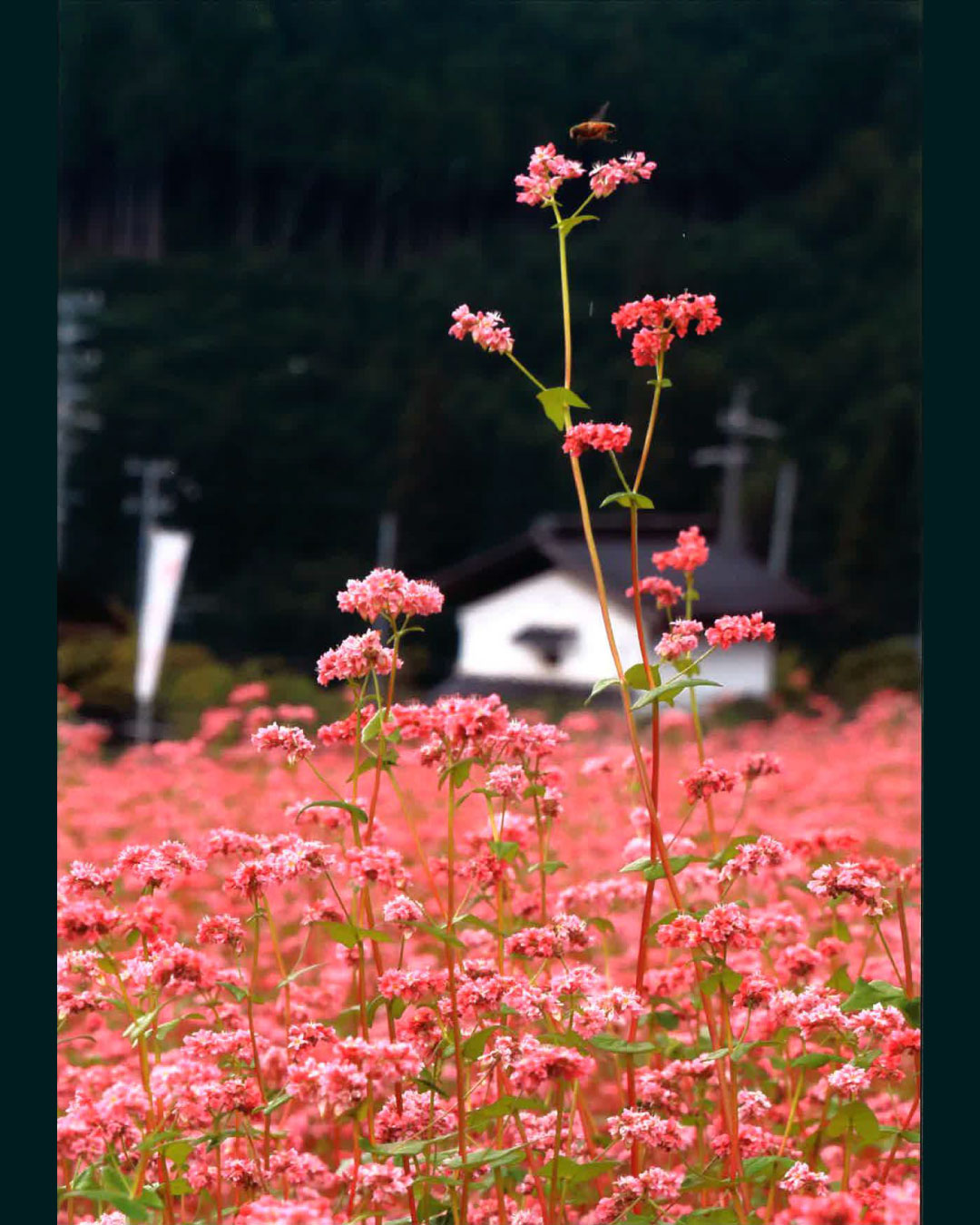 赤そばの里 あさの - 豊田市 旭観光協会